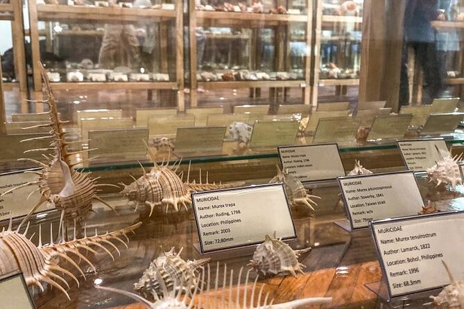 Visit Shell Museum Cavtat - An In-Depth Look at What Makes This Shell Museum Special