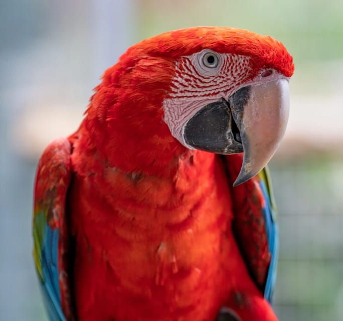 Visit to Madeira Bird Island