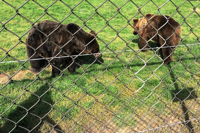 Visiting a Bear and Wolf Sanctuary - What to Expect from the Tour
