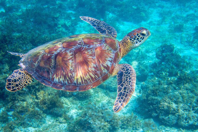 Waikiki Turtle Snorkeling Tour - A Detailed Look at the Waikiki Turtle Snorkeling Experience