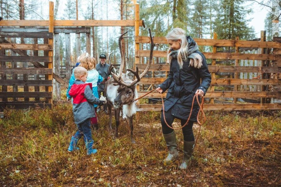 Walk with Reindeer - What to Expect from the Walk with Reindeer Tour