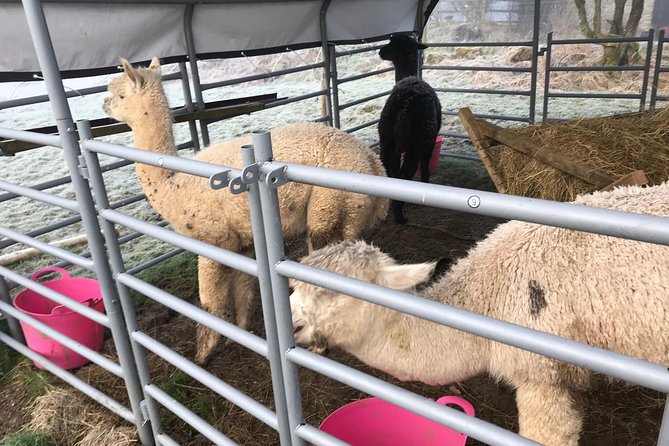 Walking with Alpacas - Good To Know
