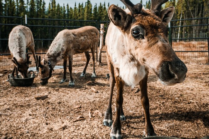 Walking with Reindeer Experience - An In-Depth Look at the Reindeer Walk Experience
