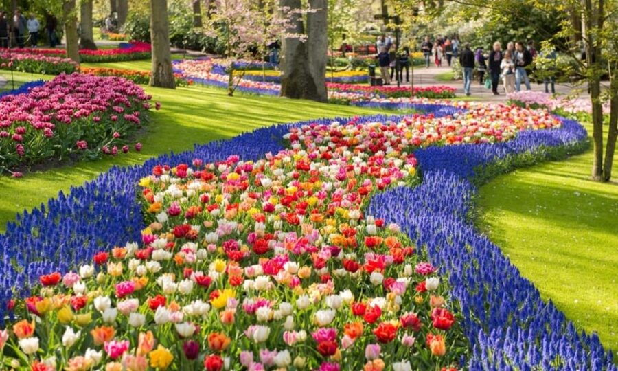 Warmond: Windmill Cruise and Keukenhof Entry Ticket - The Experience: What to Expect