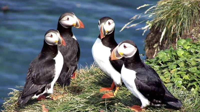 Westman Islands (Vestmannaeyjar) - How the Tour Is Structured: A Deep Dive