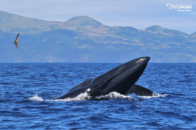 Whale and dolphin watching in Pico Island