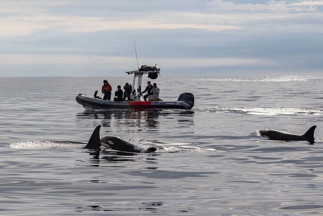 Whale and Dolphin Watching in San Diego Speedboat Tour
