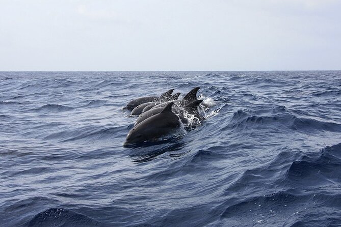 Whale & Dolphin Watching in Tenerife (Puerto Colon) On a Large Catamaran