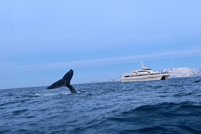 Whale Safari in Tromso - The Itinerary: What to Expect