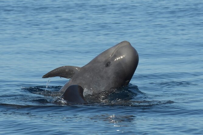 Whale watching and snorkelling in the whale sanctuary - An Overview of What You Can Expect