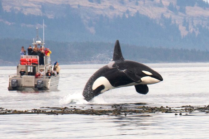 Whale Watching + Deception Pass Tour from Seattle - A Deep Dive Into the Tour Experience