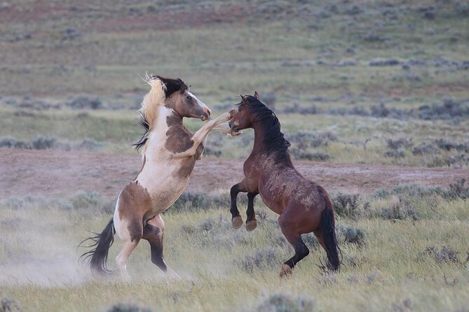 Wild Mustang Half Day Tour - Cody Wyoming - Private - McCullough Peaks: The Heart of Mustang Territory