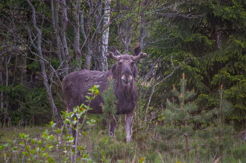 Wildlife safari with campfire dinner from Helsinki - Good To Know