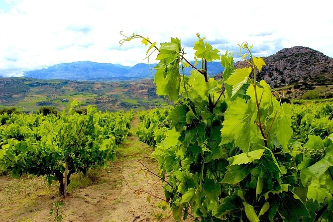 Wine and Food of Crete, Heraklion - Why This Tour Works for Different Travelers