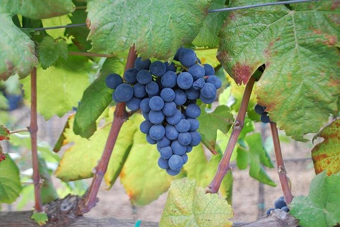 Wine and food tasting - A Closer Look at the Experience