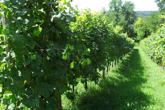 Wine is bottled poetry ,that’s why I love Prosecco !! private Tour