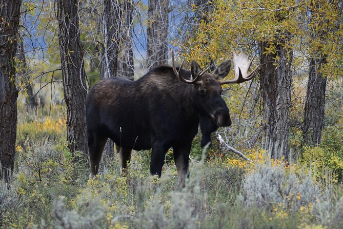 Yellowstone National Park – Private Lower Loop Adventure