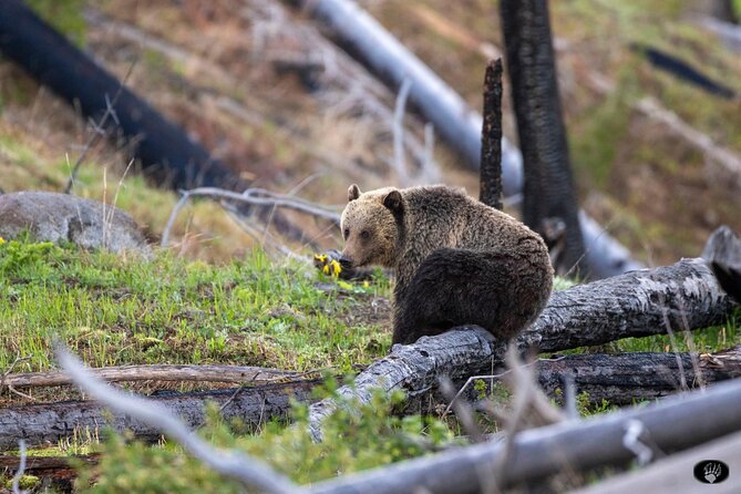 Yellowstone Wildlife and Photo Upper Loop Tour West Yellowstone - What to Expect from the Yellowstone Wildlife and Photo Upper Loop Tour