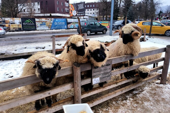 Zakopane & Thermal springs with private driver