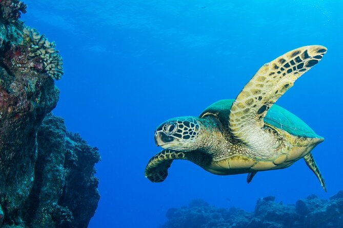 2 Tanks Scuba Dive Kaua'i from a Boat - The Value of This Tour