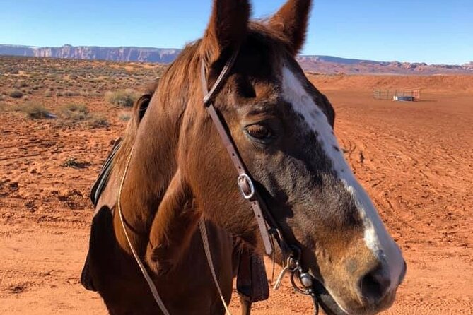 1 Hour Horseshoe Bend Trail Ride - Is This Tour Worth the Price?