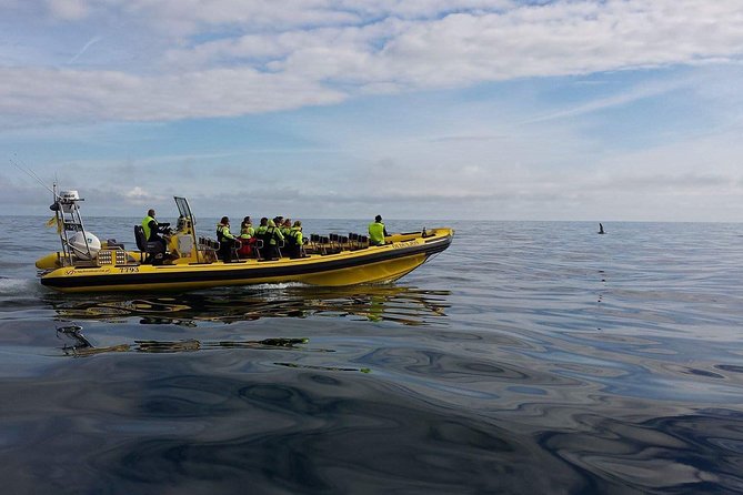 1-Hour Small Group Sightseeing Boat Tour in Vestmannaeyjar - Who is This Tour Best For?