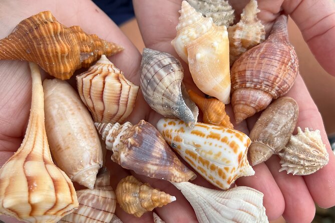 10,000 Islands Shelling Trip Marco Island FL - Who Will Love This Tour?