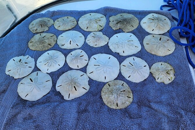 3 Hour Shared Shell Key Deck Boat Adventure - What To Expect on the Shell Key Deck Boat Adventure