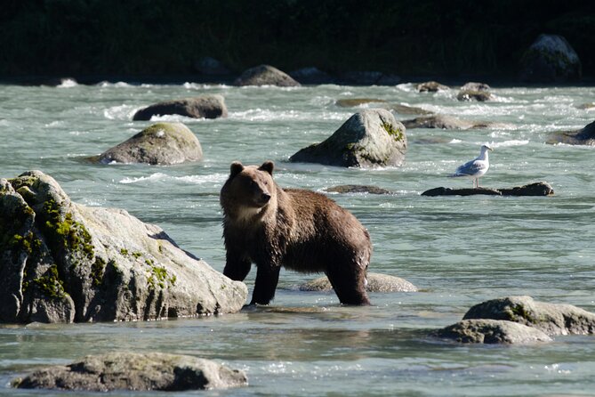 4 hours Haines Chilkoot Wilderness and Wildlife Tour - Final Thoughts