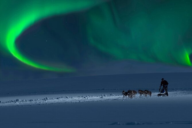 4hr Dog Sledding Tour under the Northern Lights - A Deep Dive Into the Alta Dog Sledding Experience