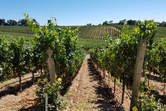 6 Hour Variety Wine Vineyard Tour in Napa Valley - Who Will Love This Tour?