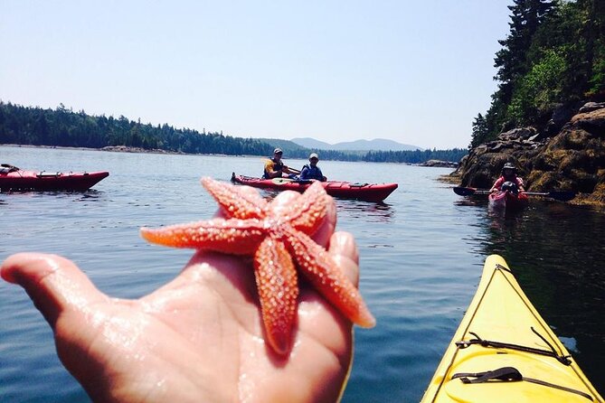Aqua Safari Kayak tour departing Southwest Harbor - Who Will Love This Tour?