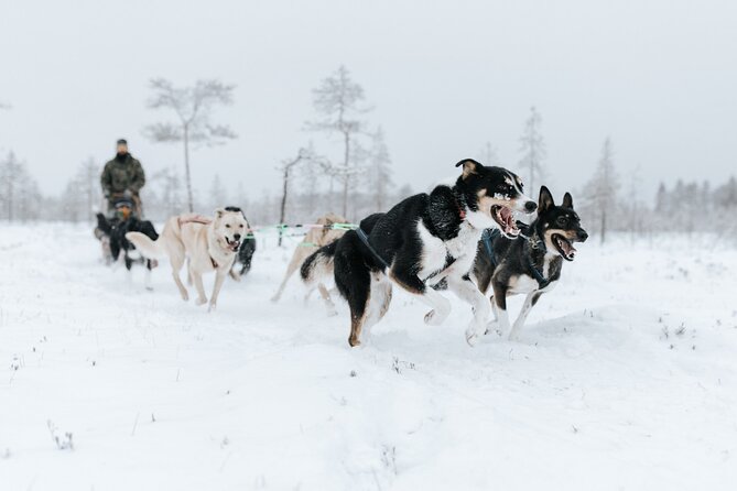 Arctic Huskies and Reindeers Fun in Rovaniemi - The Value of the Experience