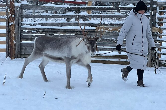 Arctic Reindeer Farm Experience with Snowshoeing in the Wild - Final Thoughts