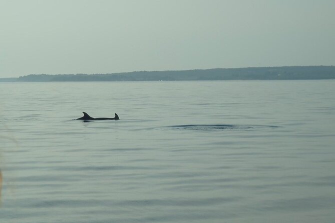 Beautiful Sunset and Dolphin Watching - Practical Details and Tips