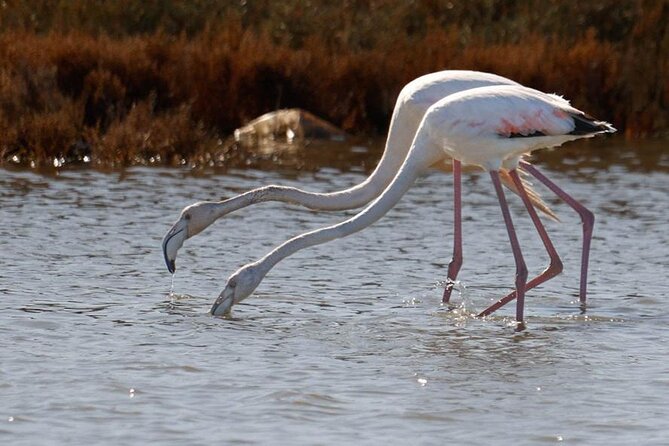 Birdwatching Experience in Narte Lagoon & Akerni Dunes - The Genuine Experience: What Travelers Are Saying