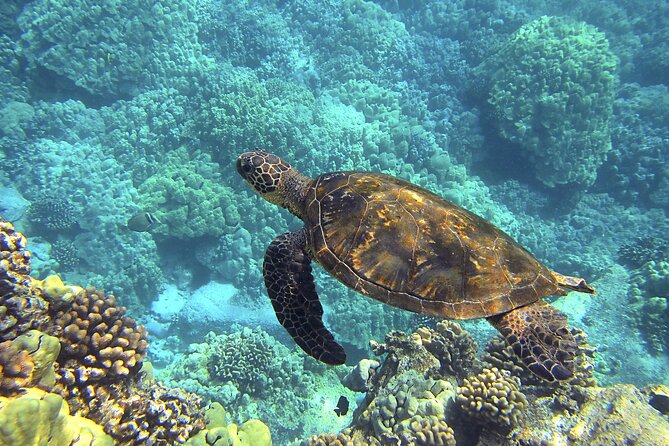 Circle Oahu Island Private Tour with Daily Chauffeur - Transport & Logistics