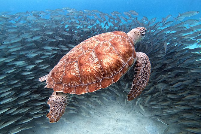 Curacao: Swimming with Sea Turtles and Grote Knip Beach Tour - The Sum Up