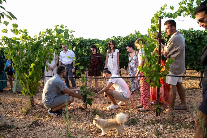 Dinner in the vineyard with wine tasting and walk - Final Thoughts