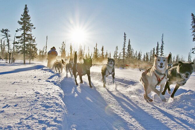 Dogsled Adventure Kiruna - Who Will Love This Experience?