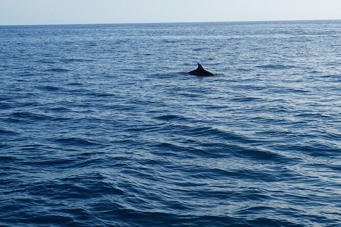 Dolphin Watching around Pore Riviera with Boat Trip - In-Depth Look at the Itinerary