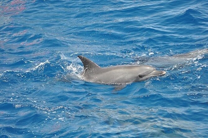 Dolphin Watching Boat Excursion to Figarolo Island from Olbia - Value and Practicalities