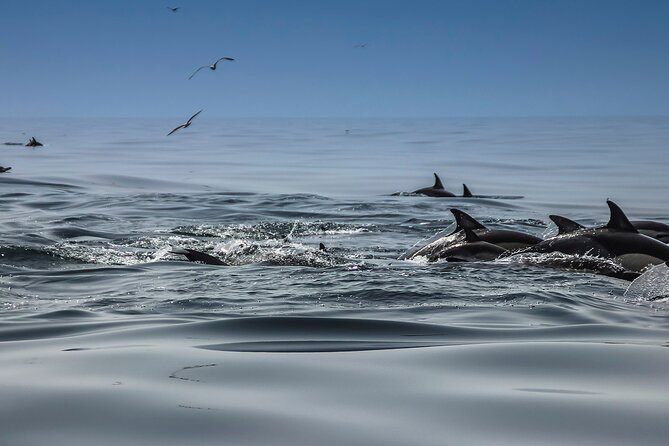 Dolphins & Benagil Caves with Biologist guide - The Itinerary and What to Expect