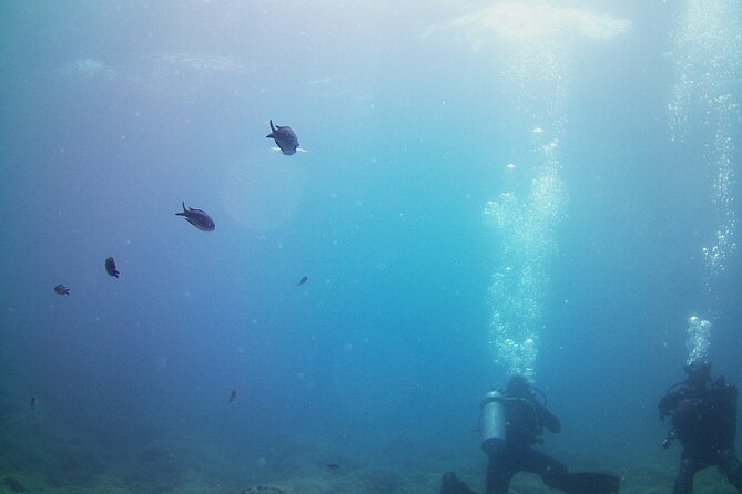 Double Shore Dive (certified divers) - Exploring the Shore Dive Experience in Athens