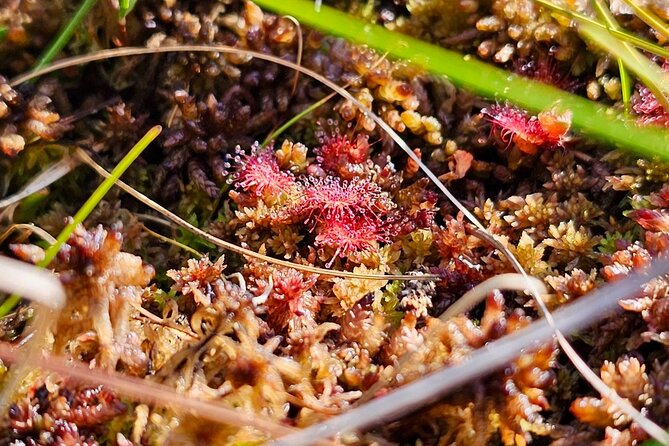 emeri Bogs Adventure: Explore Wetlands In Bog Shoes - The Itinerary in Detail