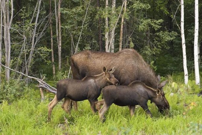 Evening Wildlife Safari from Stockholm - Final Thoughts