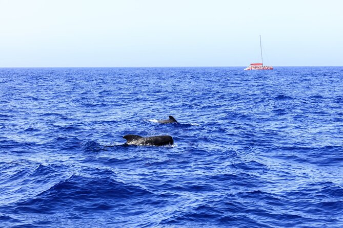 Exclusive Freebird Catamaran Whale & Dolphin to Masca From South - The Real Deal with the Inclusions & Extras
