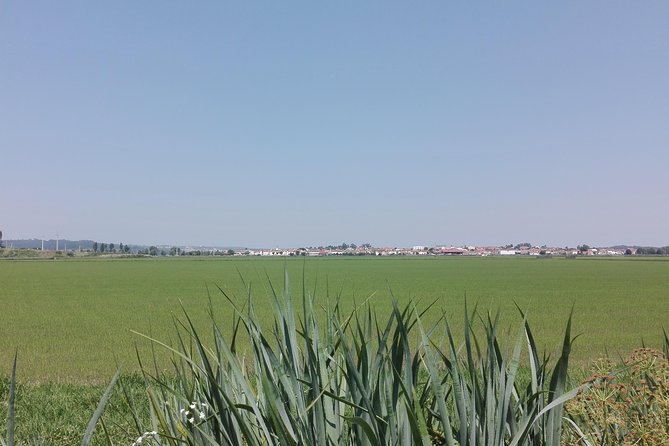 Figueira da Foz by rice paddies and salines, half-day from Coimbra - The Slight Drawbacks