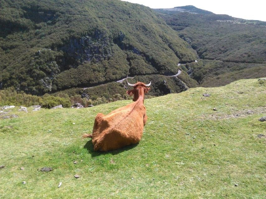 From Funchal: West Madeira and Laurel Forest Day Trip - Unpacking the Experience: What You Can Expect on This Tour
