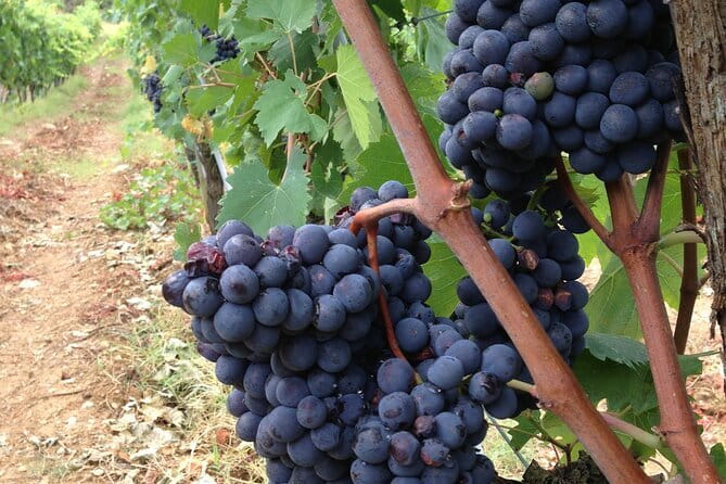 From Rome: Tuscany Wine Tour, San Gimignano & Florence - Whats Included and What to Consider